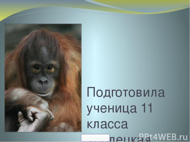 Приматы Подготовила ученица 11 класса Терлецкая Ангелина 5klass.net