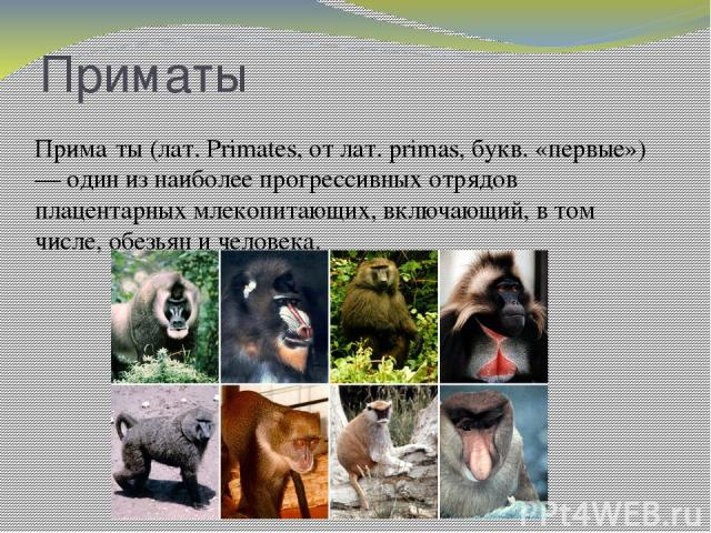 Приматы Прима ты (лат. Primates, от лат. primas, букв. «первые») — один из наиболее прогрессивных отрядов плацентарных млекопитающих, включающий, в том числе, обезьян и человека.