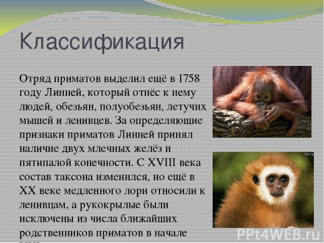 Классификация Отряд приматов выделил ещё в 1758 году Линней, который отнёс к нему людей, обезьян, полуобезьян, летучих мышей и ленивцев. За определяющие признаки приматов Линней принял наличие двух млечных желёз и пятипалой конечности. С XVIII века …