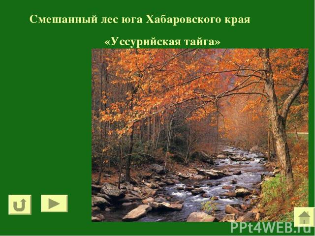 Смешанный лес юга Хабаровского края «Уссурийская тайга»