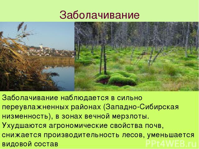 Заболачивание Заболачивание наблюдается в сильно переувлажненных районах (Западно-Сибирская низменность), в зонах вечной мерзлоты. Ухудшаются агрономические свойства почв, снижается производительность лесов, уменьшается видовой состав