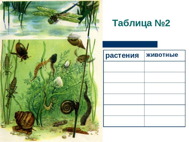 Таблица №2 растения животные