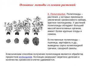 6. Полиплоидия. Полиплоиды – растения, у которых произошло увеличение хромосомно