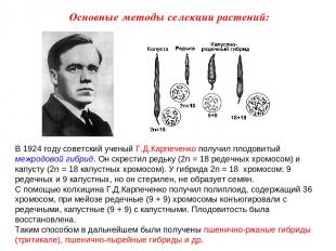 В 1924 году советский ученый Г.Д.Карпеченко получил плодовитый межродовой гибрид