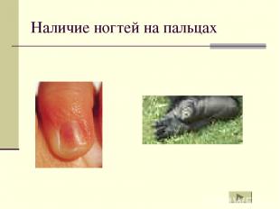 Наличие ногтей на пальцах