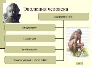 Эволюция человека Человек умелый – Homo habilis