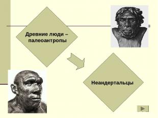 Древние люди – палеоантропы Неандертальцы