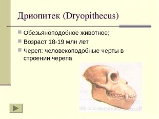Дриопитек (Dryopithecus) Обезьяноподобное животное; Возраст 18-19 млн лет Череп: