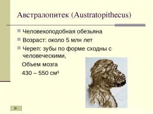 Австралопитек (Austratopithecus) Человекоподобная обезьяна Возраст: около 5 млн