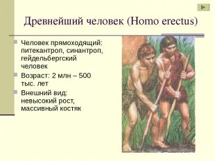 Древнейший человек (Homo erectus) Человек прямоходящий: питекантроп, синантроп,
