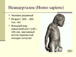 Неандерталец (Homo sapiens) Человек разумный Возраст: 500 – 300 тыс. лет Внешний