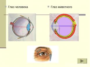 Глаз животного Глаз человека
