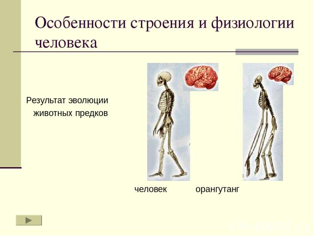 Особенности строения и физиологии человека Результат эволюции животных предков человек орангутанг