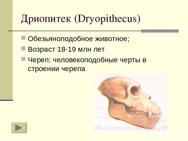 Дриопитек (Dryopithecus) Обезьяноподобное животное; Возраст 18-19 млн лет Череп: человекоподобные черты в строении черепа