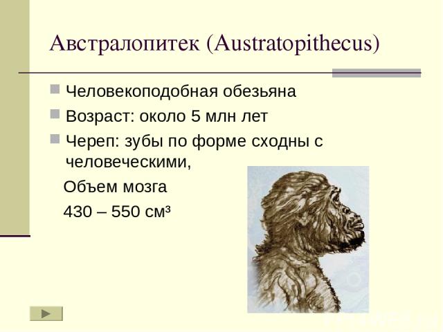 Австралопитек (Austratopithecus) Человекоподобная обезьяна Возраст: около 5 млн лет Череп: зубы по форме сходны с человеческими, Объем мозга 430 – 550 см³