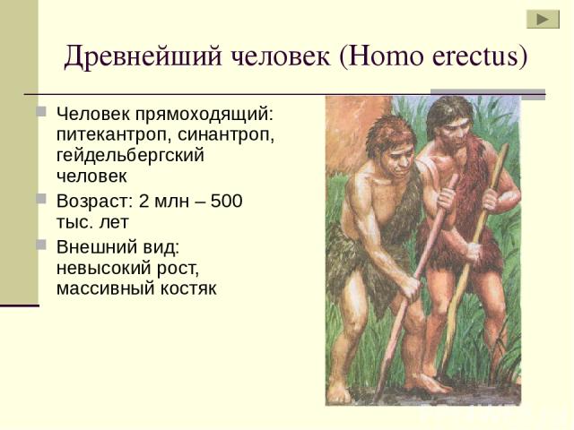 Древнейший человек (Homo erectus) Человек прямоходящий: питекантроп, синантроп, гейдельбергский человек Возраст: 2 млн – 500 тыс. лет Внешний вид: невысокий рост, массивный костяк