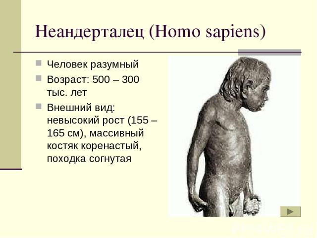 Неандерталец (Homo sapiens) Человек разумный Возраст: 500 – 300 тыс. лет Внешний вид: невысокий рост (155 – 165 см), массивный костяк коренастый, походка согнутая