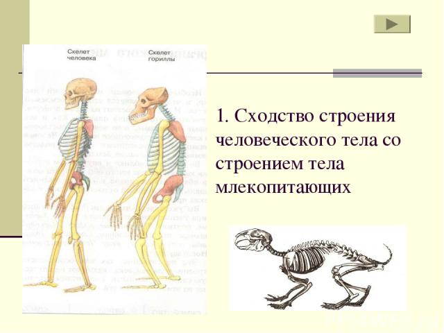 1. Сходство строения человеческого тела со строением тела млекопитающих