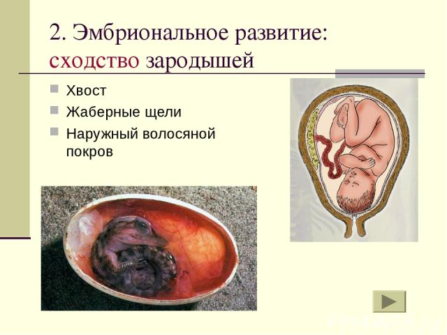 2. Эмбриональное развитие: сходство зародышей Хвост Жаберные щели Наружный волосяной покров