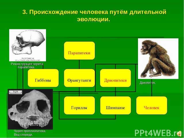 3. Происхождение человека путём длительной эволюции. Реконструкция черепа парапитека. Дриопитек. Череп проплиопитека. Вид спереди.