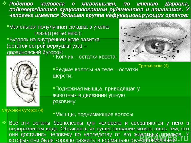 Родство человека с животными, по мнению Дарвина, подтверждается существованием рудиментов и атавизмов. У человека имеется большая группа нефункционирующих органов: Третье веко (4) Слуховой бугорок (4) Маленькая полулунная складка в уголке глаза(трет…