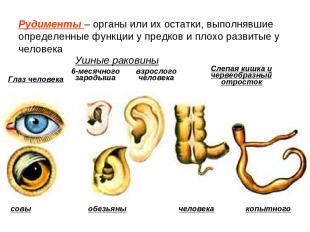 Ушные раковины 6-месячного зародыша взрослого человека Слепая кишка и червеобраз