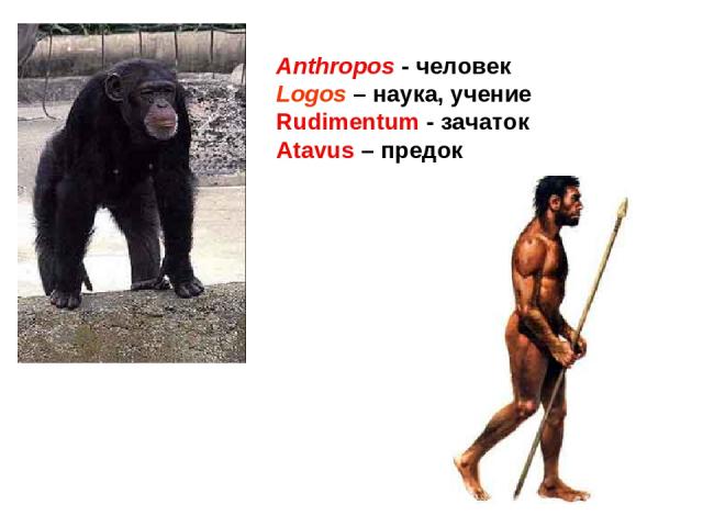 Anthropos - человек Logos – наука, учение Rudimentum - зачаток Atavus – предок