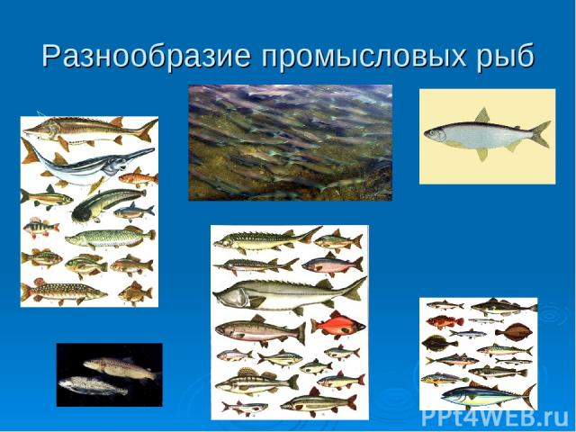Разнообразие промысловых рыб
