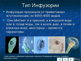 Тип Инфузории Инфузории произошли от примитивных жгутиконосцев; их 6000–8000 вид