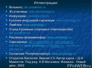 Иллюстрации: Вольвокс: dic.academic.ru Жгутиковые: msk.plazmamed.ru Инфузории :