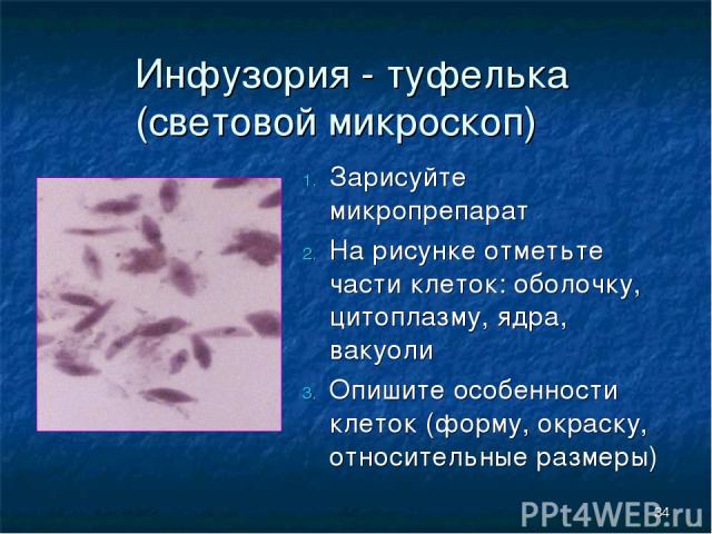 Инфузория - туфелька (световой микроскоп) Зарисуйте микропрепарат На рисунке отметьте части клеток: оболочку, цитоплазму, ядра, вакуоли Опишите особенности клеток (форму, окраску, относительные размеры) *