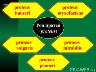 Род протей (proteus) proteus vulgaris proteus hauseri proteus mirabilis proteus