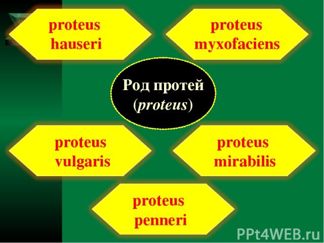 Род протей (proteus) proteus vulgaris proteus hauseri proteus mirabilis proteus myxofaciens proteus penneri