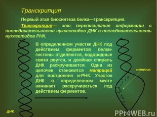 Транскрипция Первый этап биосинтеза белка—транскрипция. Транскрипция— это перепи