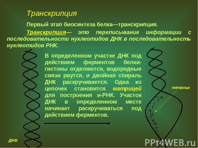 Транскрипция Первый этап биосинтеза белка—транскрипция. Транскрипция— это переписывание информации с последовательности нуклеотидов ДНК в последовательность нуклеотидов РНК. А Т Г Г А Ц Г А Ц Т В определенном участке ДНК под действием ферментов белк…
