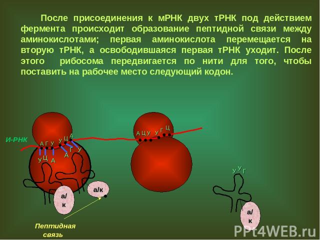После присоединения к мРНК двух тРНК под действием фермента происходит образование пептидной связи между аминокислотами; первая аминокислота перемещается на вторую тРНК, а освободившаяся первая тРНК уходит. После этого рибосома передвигается по нити…