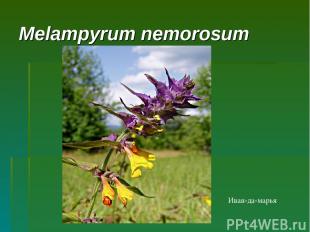 Melampyrum nemorosum Иван-да-марья