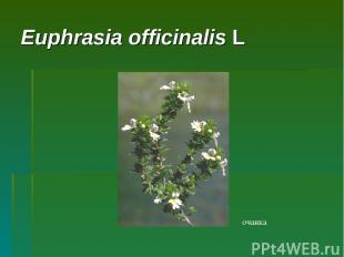 Euphrasia officinalis L очанка