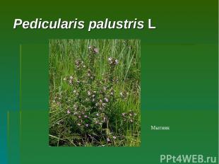 Pedicularis palustris L Мытник
