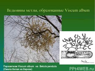 Ведьмины метлы, образованные Viscum album Паразитизм Viscum album на Betula pend