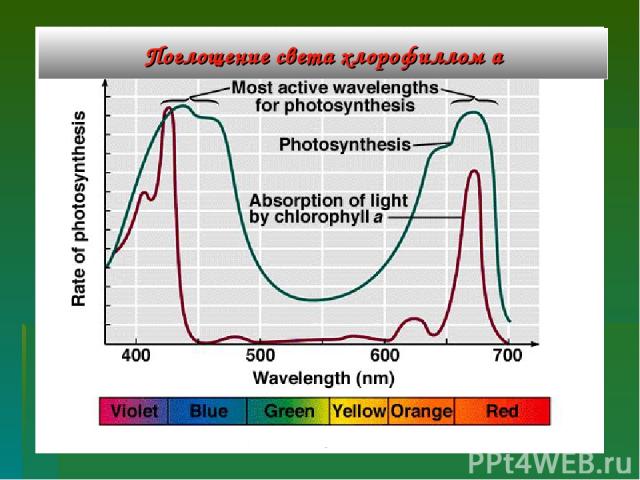 Хлорофиллы поглощают свет. Поглощение света хлорофиллом. Спектр поглощения хлорофилла. Спектр поглощения света хлорофиллом. Максимум поглощения хлорофилла а.