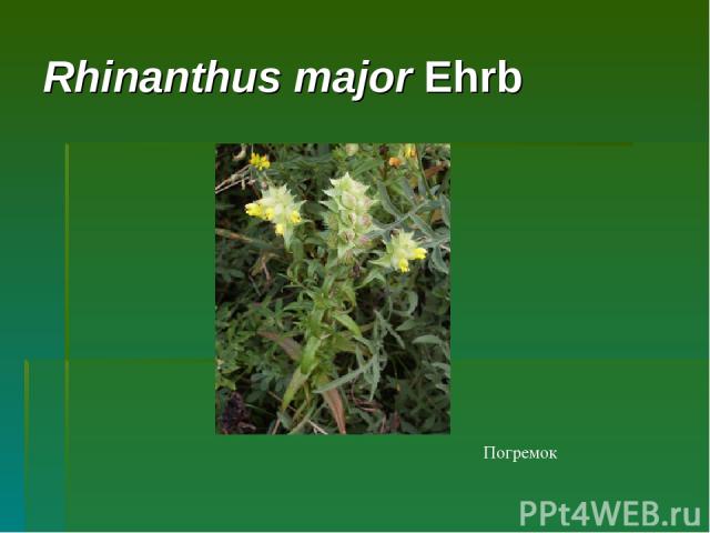 Rhinanthus major Ehrb Погремок