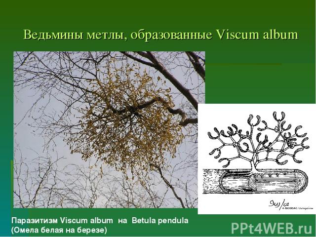 Ведьмины метлы, образованные Viscum album Паразитизм Viscum album на Betula pendula (Омела белая на березе)