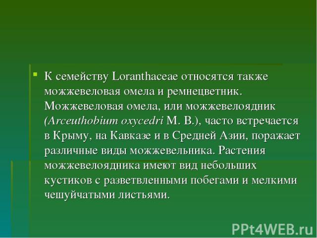 К семейству Loranthaceae относятся также можжевеловая омела и ремнецветник. Можжевеловая омела, или можжевелоядник (Arceuthobium oxycedri M. В.), часто встречается в Крыму, на Кавказе и в Средней Азии, поражает различные виды можжевельника. Растения…