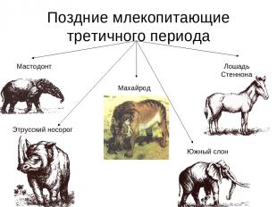 Поздние млекопитающие третичного периода Мастодонт Махайрод Лошадь Стеннона Этру
