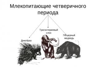 Млекопитающие четверичного периода Дикобраз Трогонтериевый слон Пещерный медведь