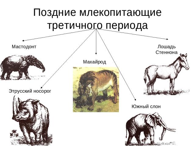 Поздние млекопитающие третичного периода Мастодонт Махайрод Лошадь Стеннона Этрусский носорог Южный слон