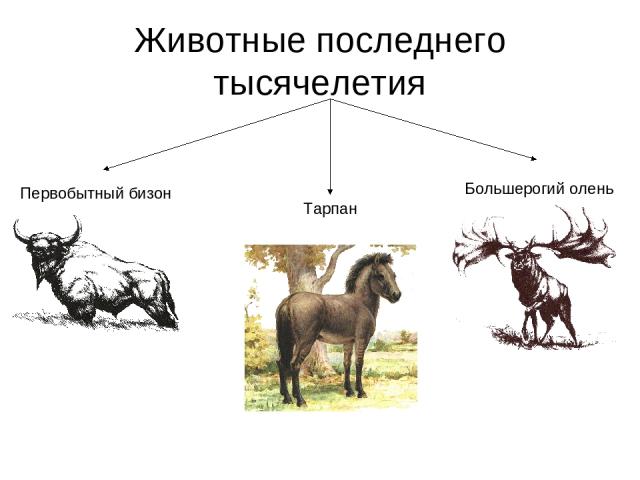 Животные последнего тысячелетия Первобытный бизон Тарпан Большерогий олень