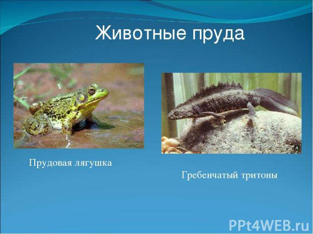 Животные пруда Прудовая лягушка Гребенчатый тритоны