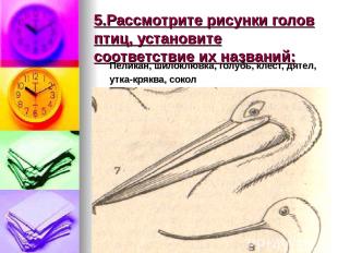 5.Рассмотрите рисунки голов птиц, установите соответствие их названий: Пеликан,